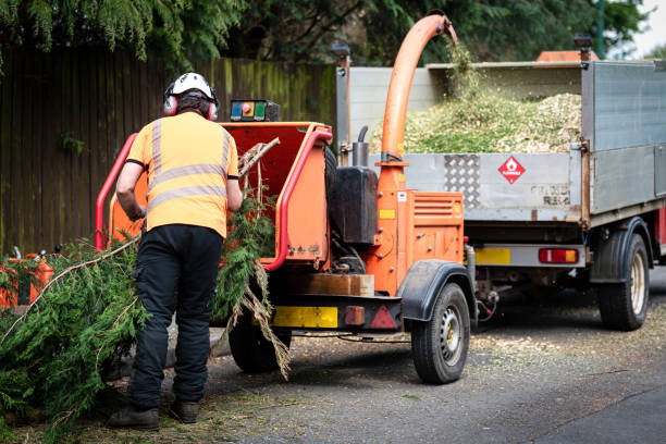 Best Dead Tree Removal  in Nooksack, WA